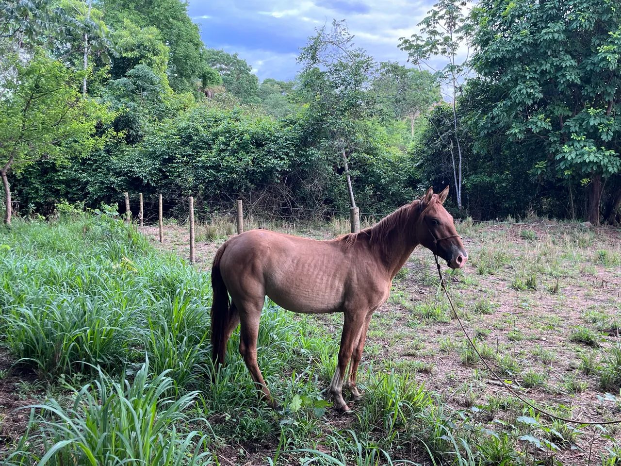 Vendo potra no ponto de domar  - Foto 3