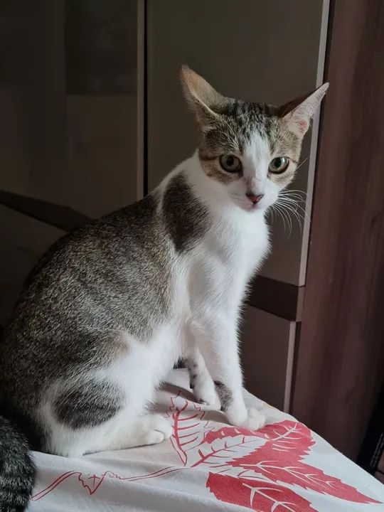 Mãezinha e filhotinhas fêmeas  - Foto 2