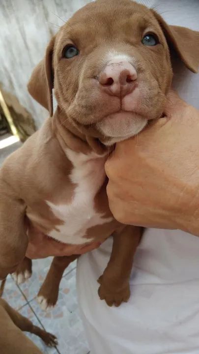 Pitbull - Fêmea disponível para venda com muito amor e carinho- 11.9.60.16.49.76