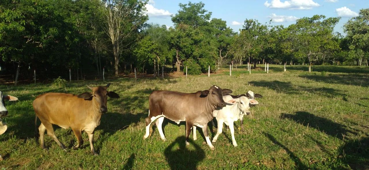 Mini vacas e Mini Boi  está em Goiânia 