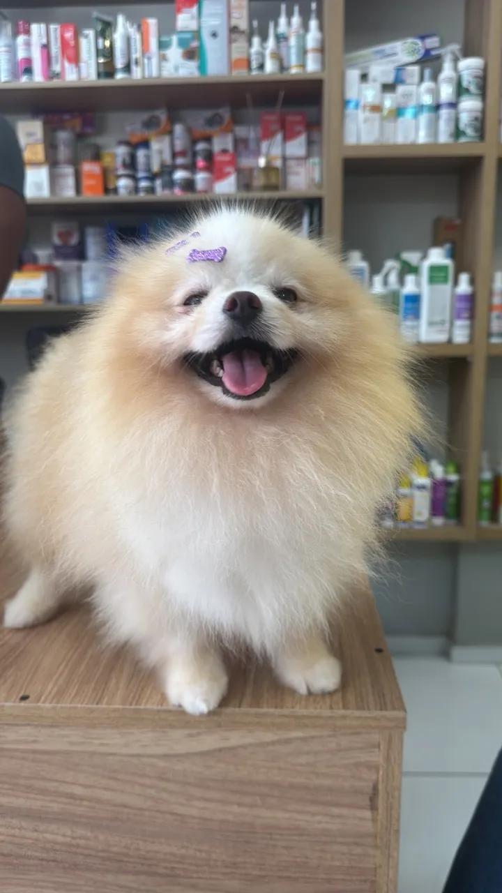 Cão Disponível para Cruzar?