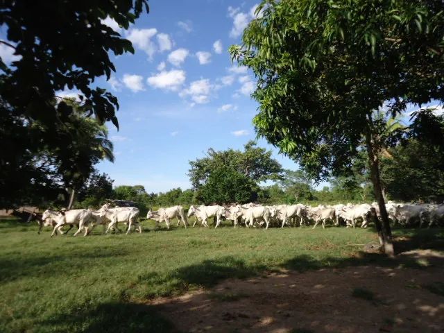 Fazenda de  871 alqueires  em  Cocalinho-Mt - Foto 5