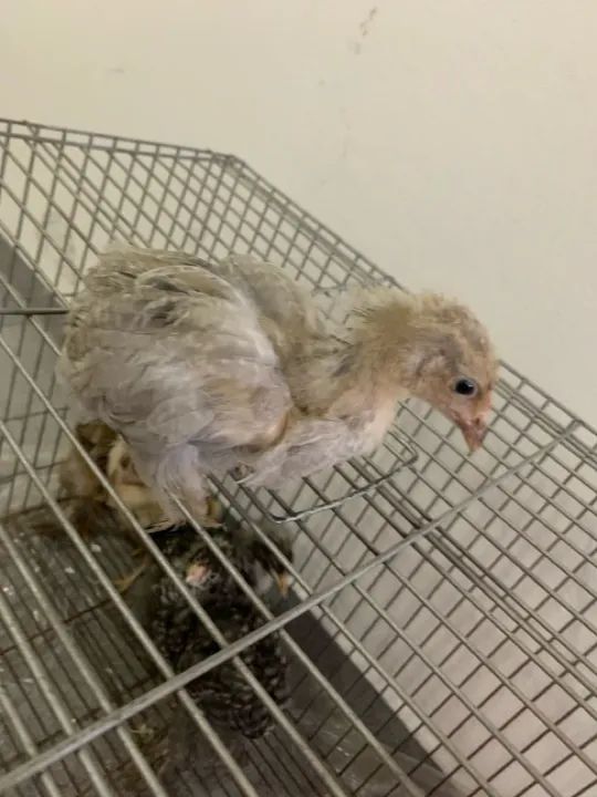 Franguinhos  - Foto 5