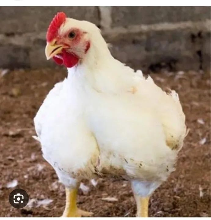 Frango de corte - 8.kg