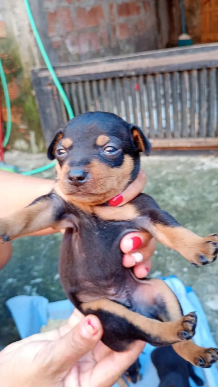 Vendo Filhotes de Pinscher n.1