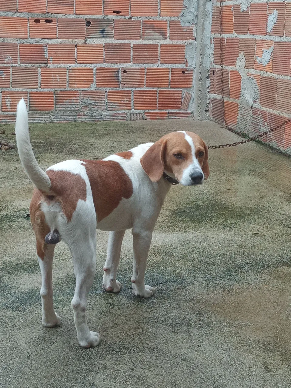 Beagle