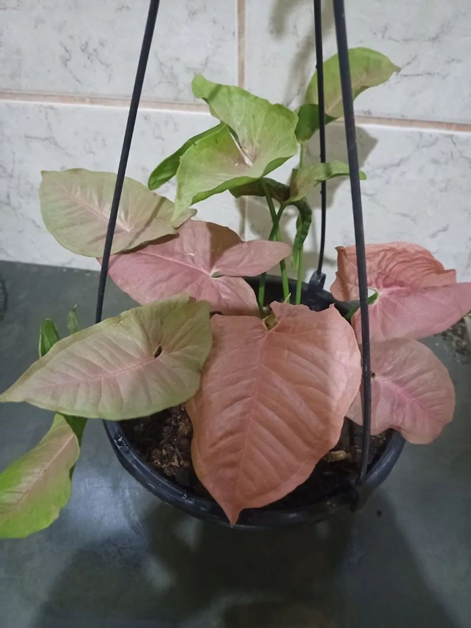 Plantas diversas - Foto 4