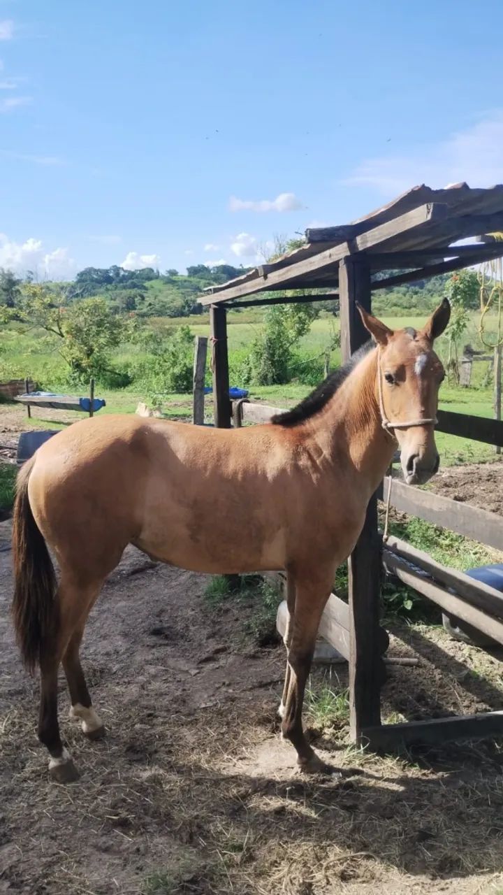 Potra Argentina  - Foto 2