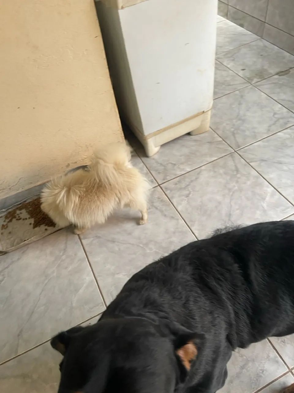 Lulu da pomerânia machinho - Foto 3
