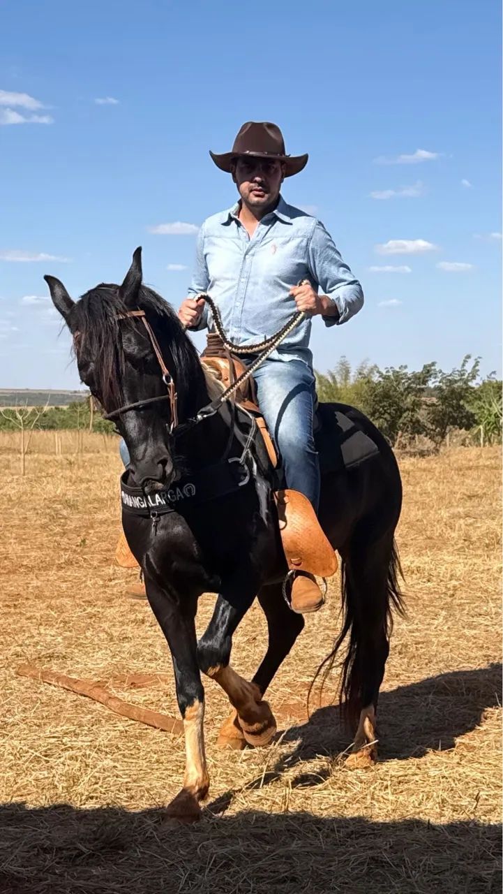 Cobertura de cavalo mangalarga 