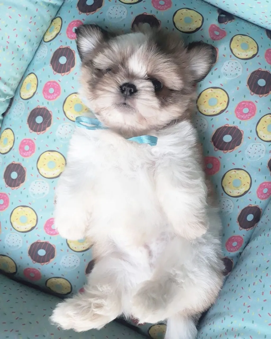 Filhote Shih Tzu mini para apartamento vacina importada