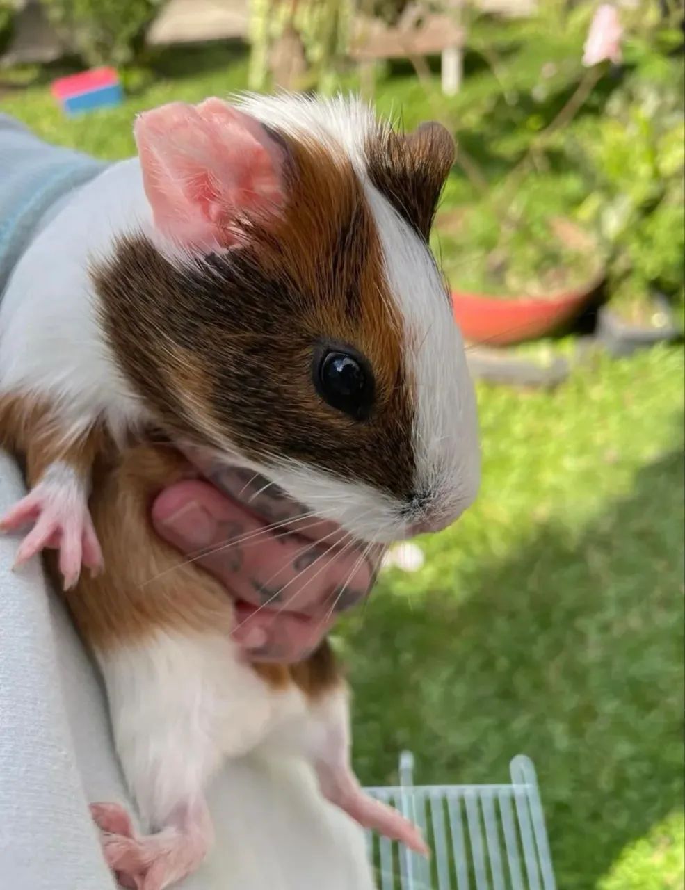 Porquinho da índia  - Foto 3