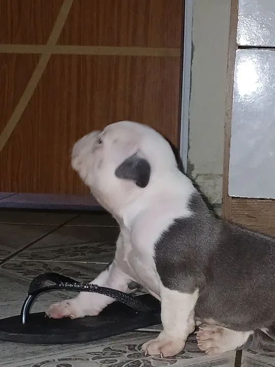 Americam bully - Foto 6