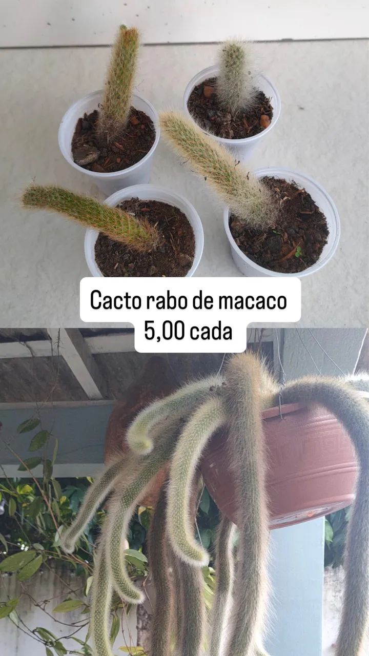 Plantas promoção  - Foto 2