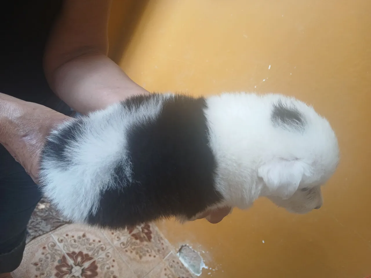 Filhote de Border Collie