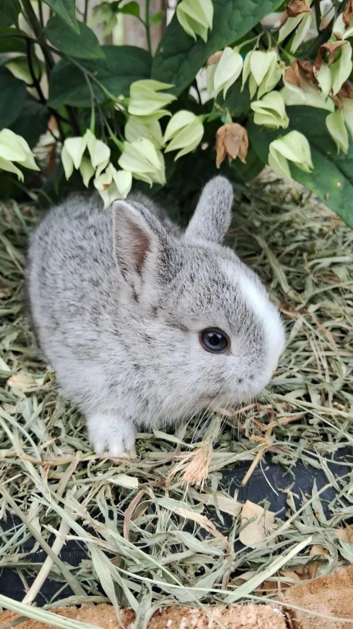 Mini coelhos netherland - Foto 5