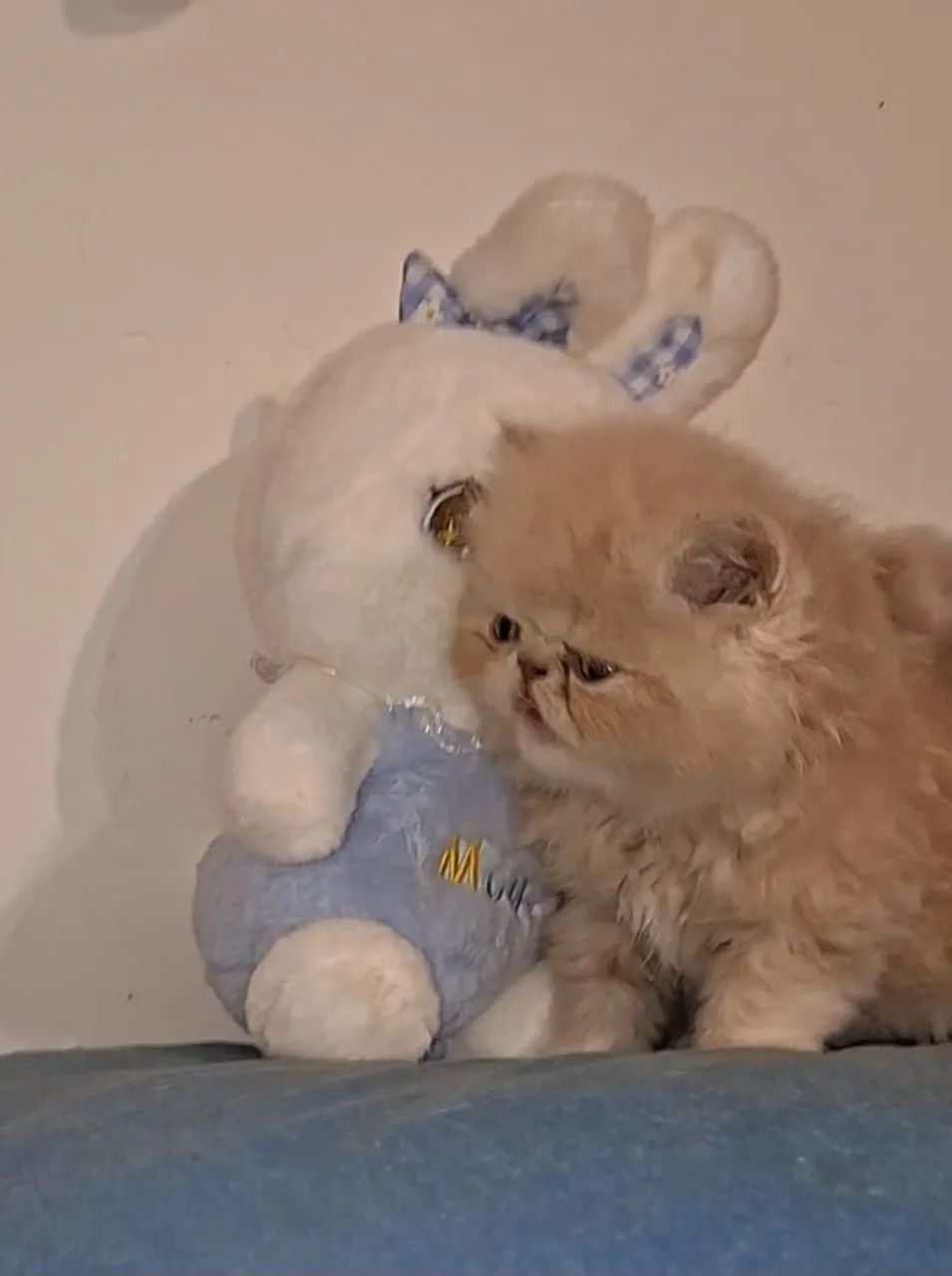 Persas (leia o anúncio) - Foto 6