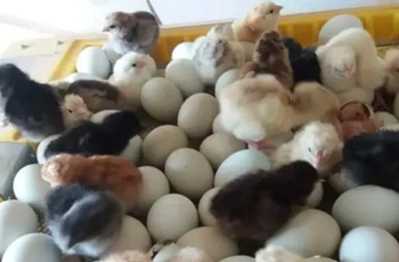 Pintinhos GLC de ovos coloridos, Galinha da Angola e Marrecos Pompom  - Foto 2