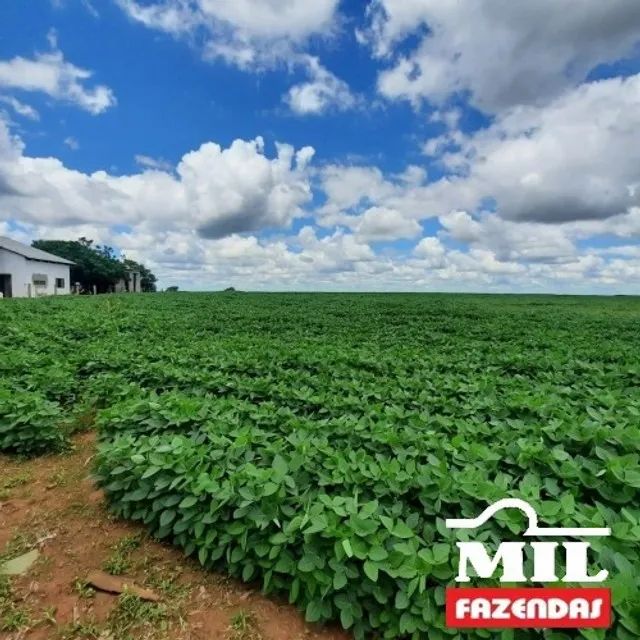 Fazenda 210 Alqueire (1016Ha) Alto Garças - MT - Foto 2