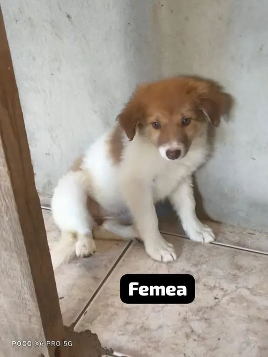 Border collie (atendemos com horário marcado) - Foto 5