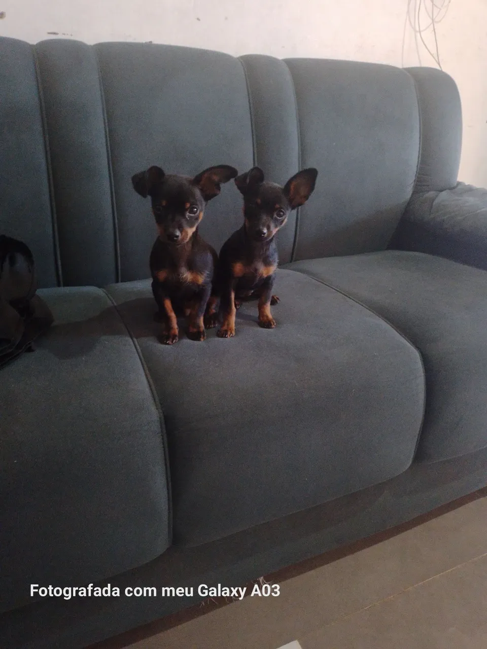 Vendo casal de Pinscher filhotes