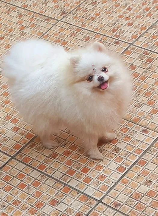 Vendo casal de spitz alemão 