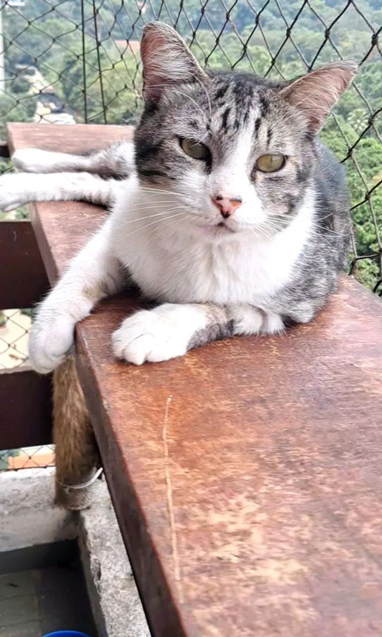 Adoção responsável  - Foto 5