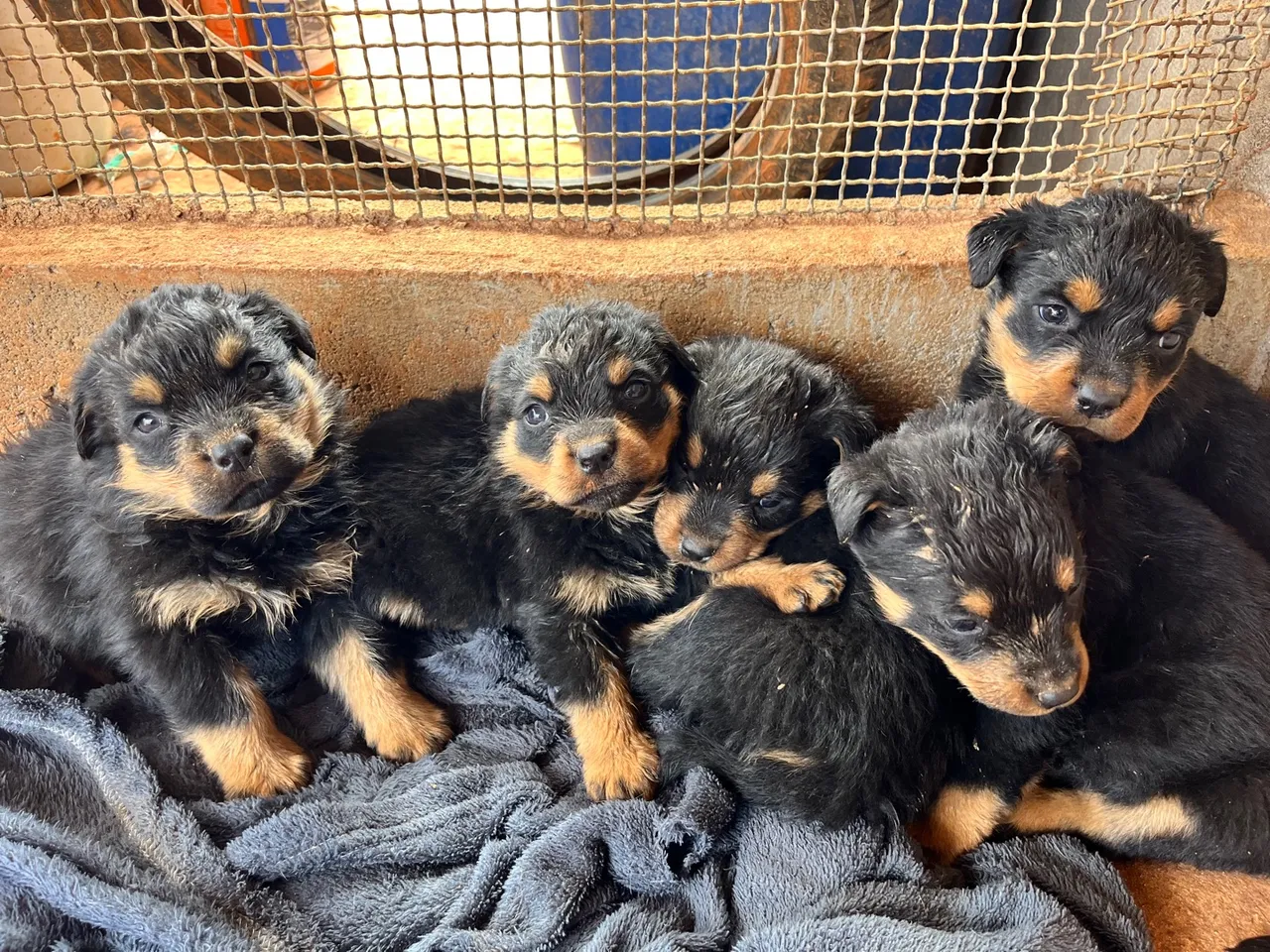 Filhotes de Rottweiler puros
