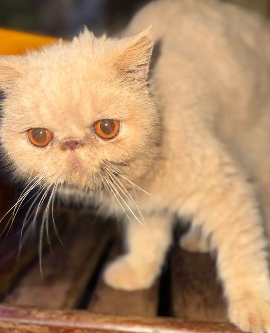 Gato Persa64167817810051124