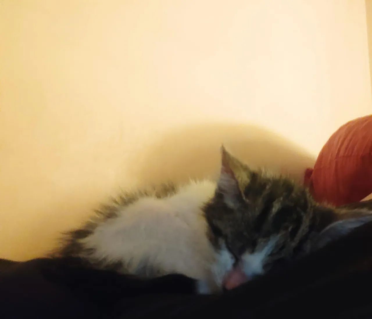 Gatinho fofinho para adoção - levo até a pessoa - Foto 2