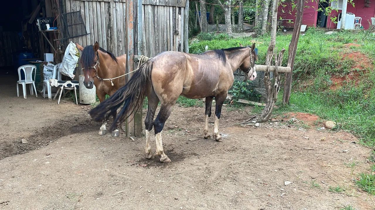 Cavalo criolo sem doc aceito proposta avista por ele ? - Foto 2