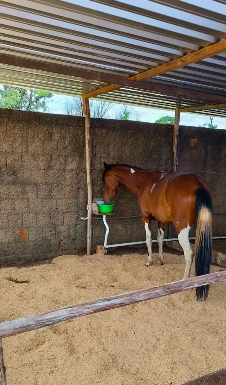 Mangalarga marcha batida  - Foto 3