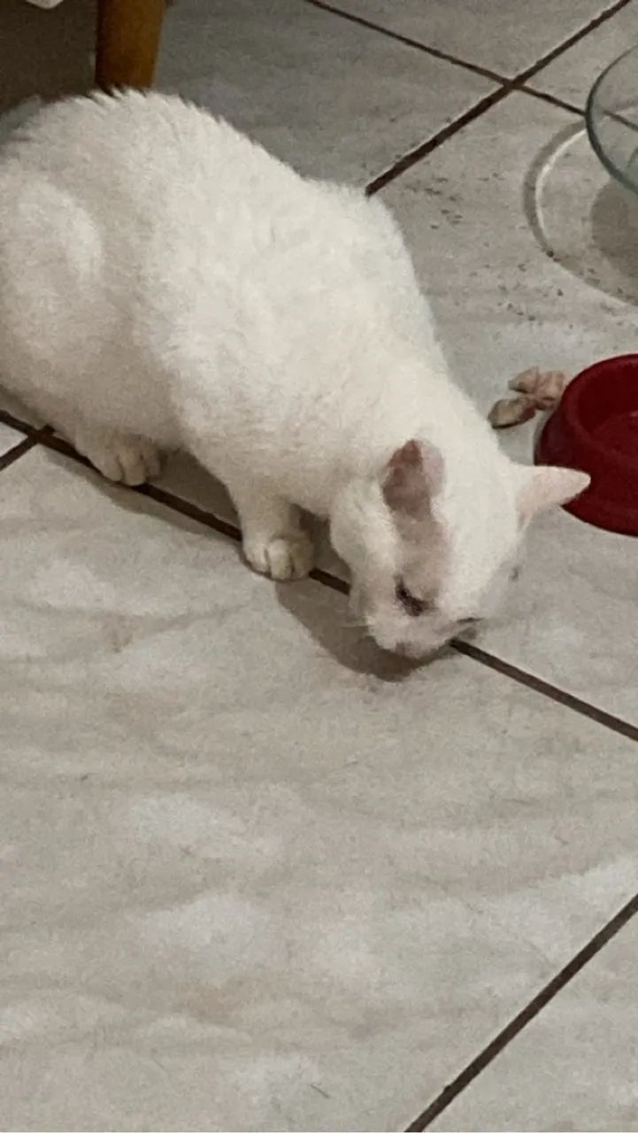 Doa-se gato adulto - Foto 2