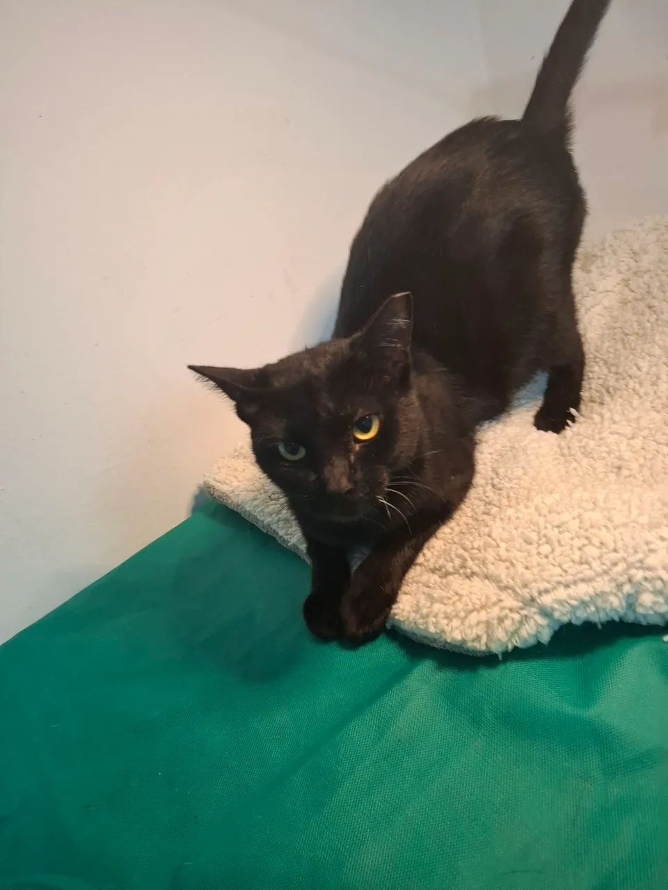 Adote  sem preconceito  - Foto 5