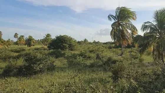 Fazenda com 28 hectares na região de Touros - Foto 4