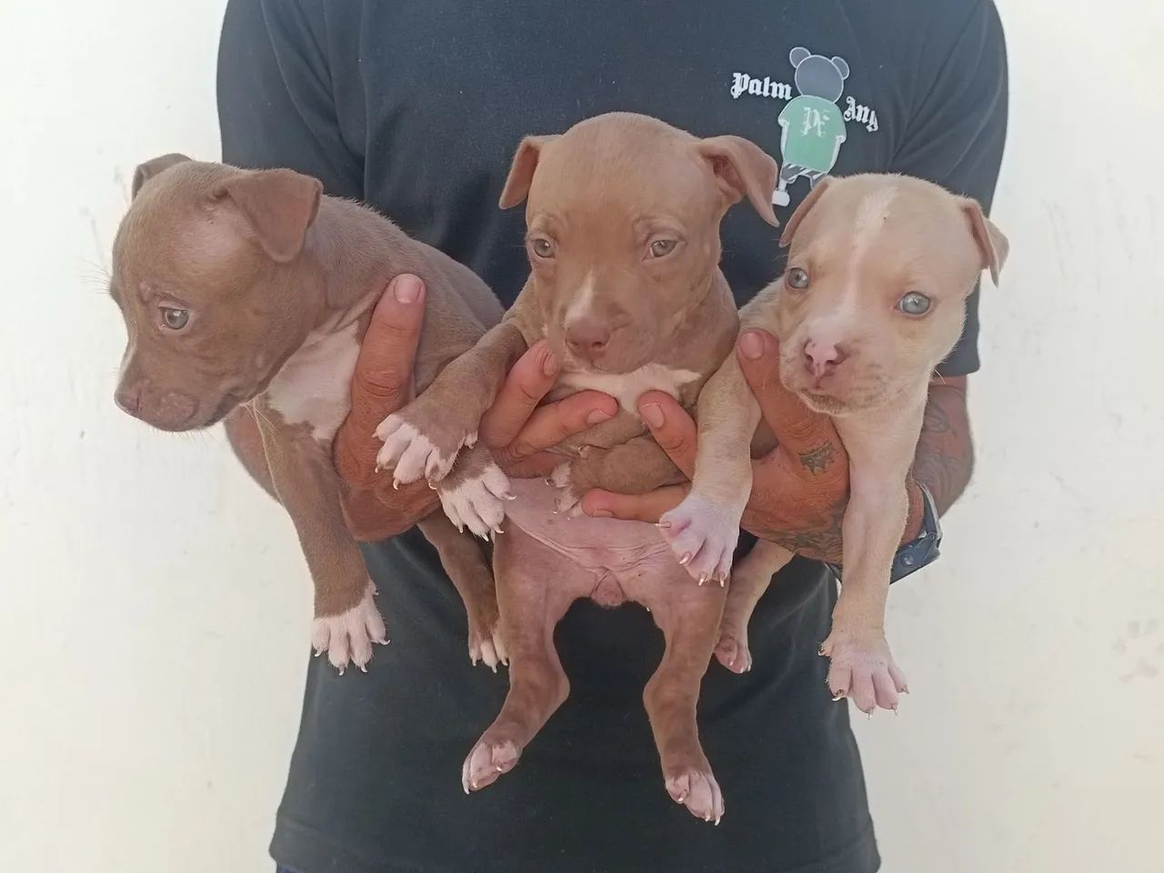 Três filhotes de Pitbull - Foto 4