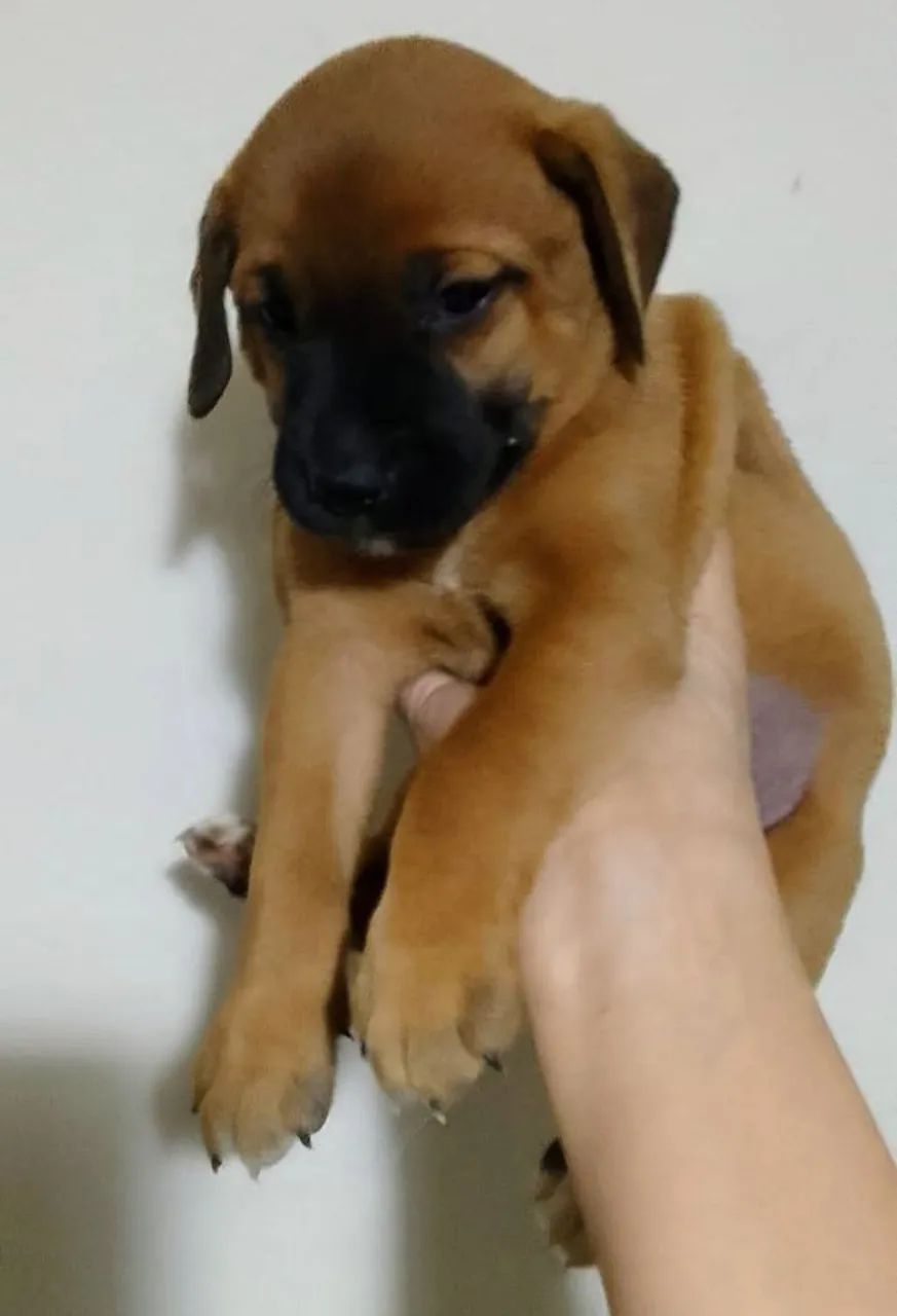 Filhotes doaçao - Foto 3