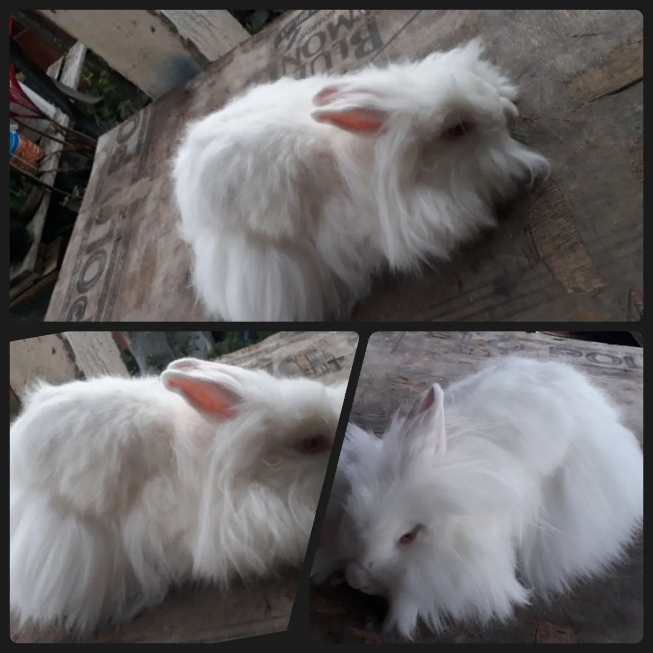 Coelho  Lion Head raça pura albinos  - Foto 5