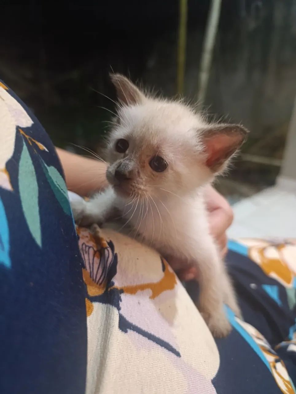 Filhote de gato fofo - Foto 2