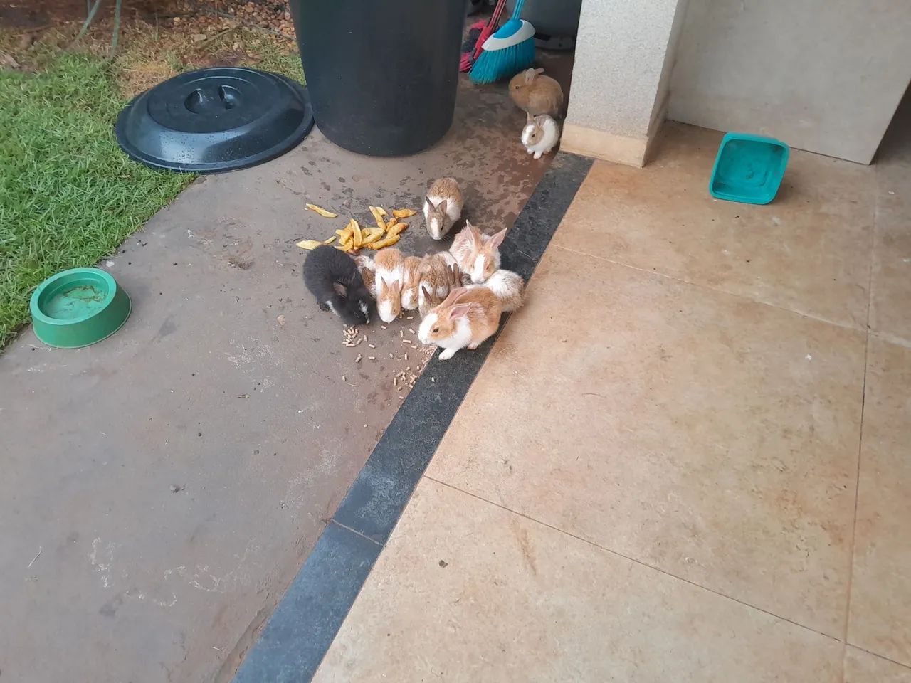 Filhotes de coelhos fofinhos para adoção - Foto 3