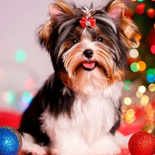 Biewer Terrier Filhotes Disponíveis - Venda Exclusiva