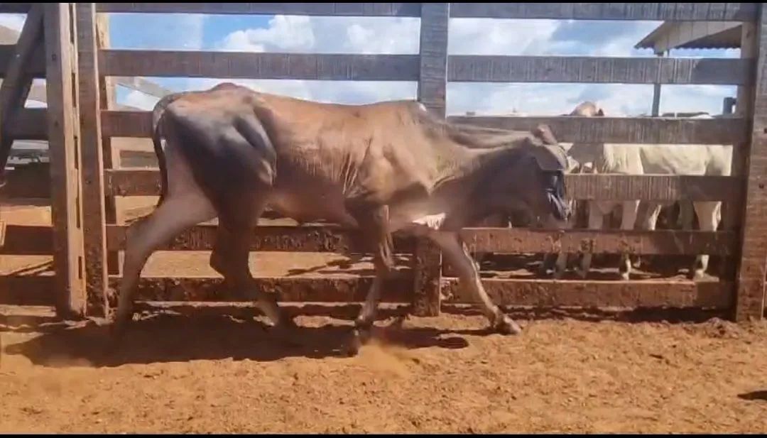 19 Novilhas Neloradas - Foto 4