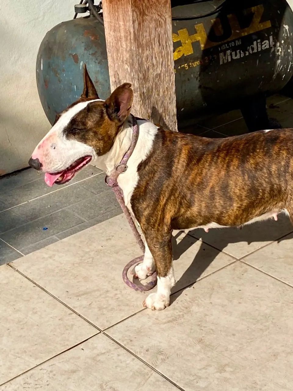 Adoção fêmea Bull Terrier  - Foto 3