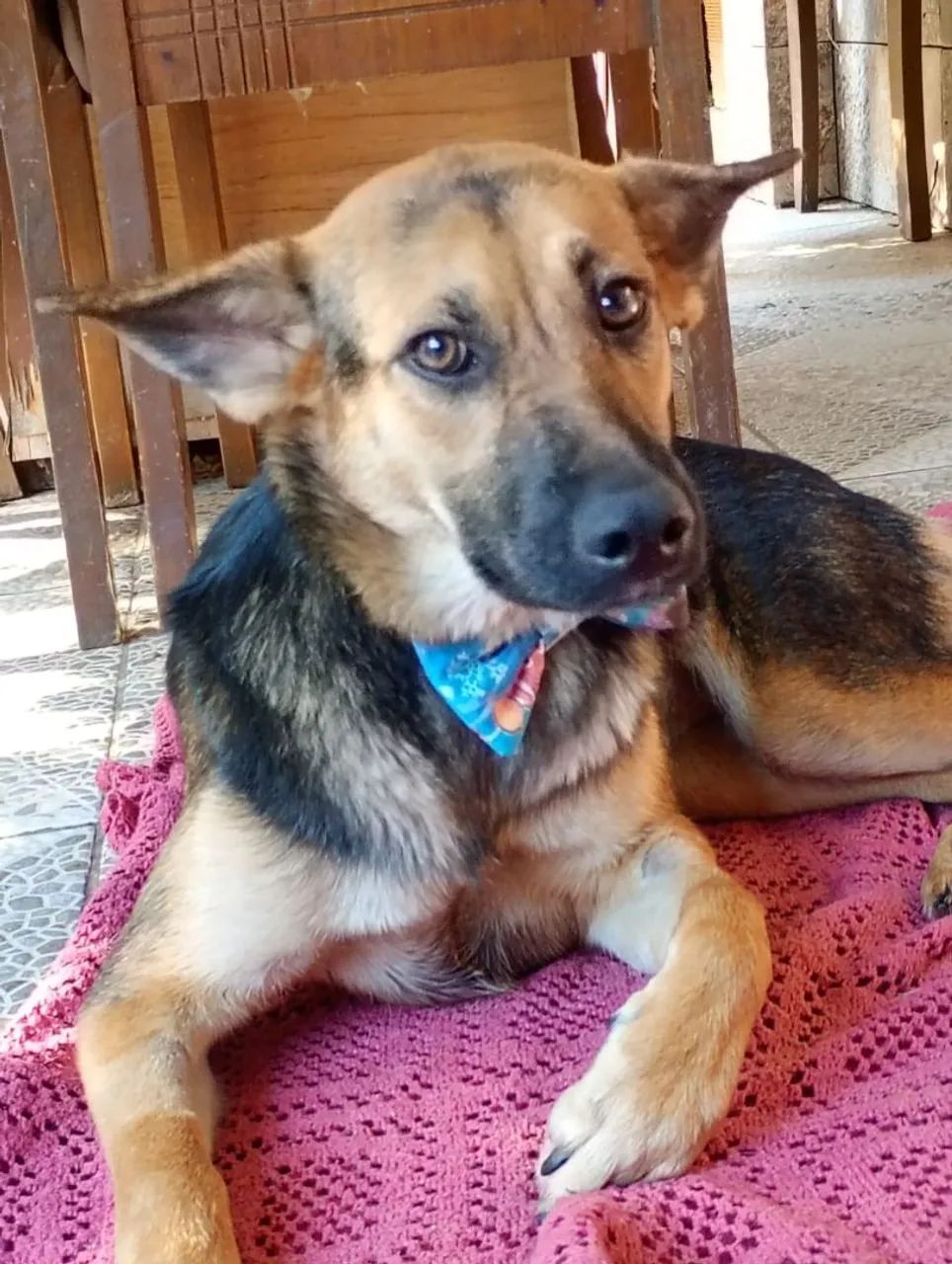Animais de estimação - Foto 2