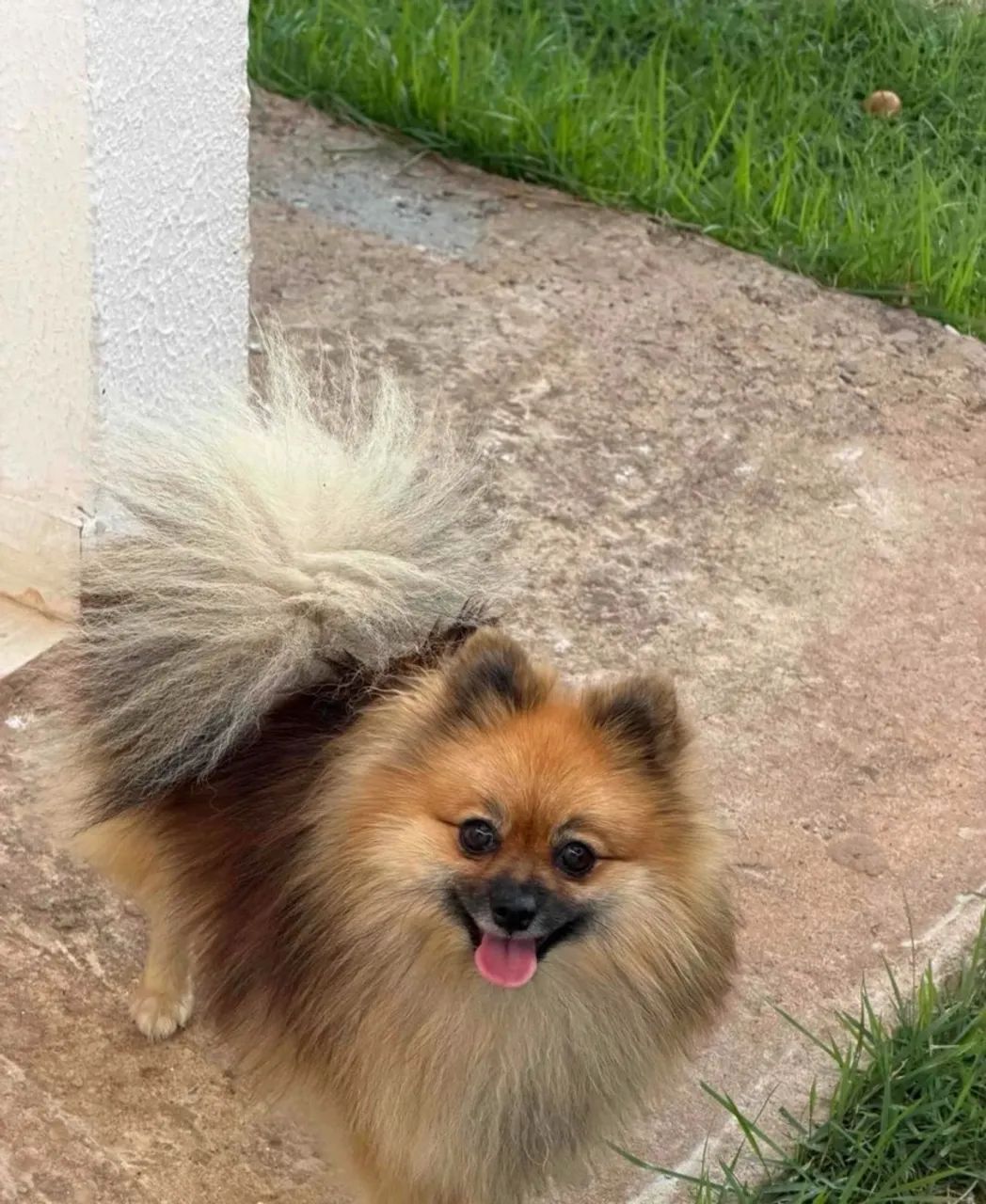 Spitz alemão 