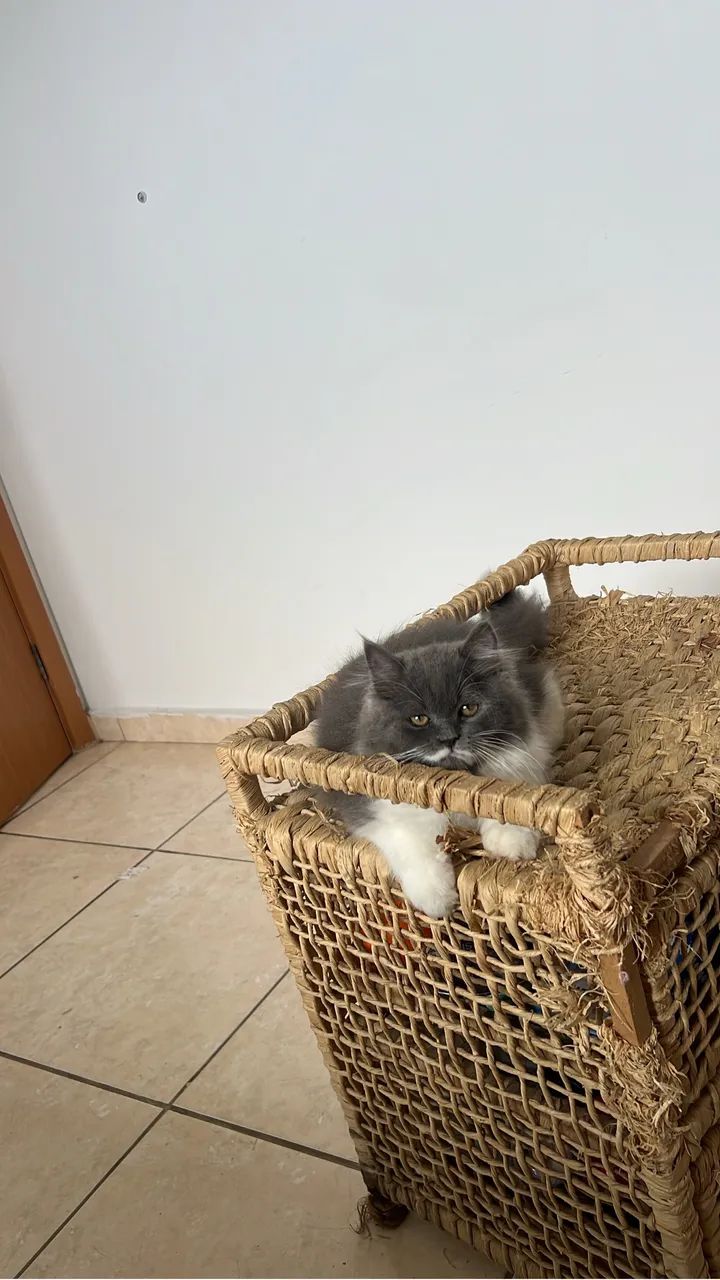Gato persa - Foto 6