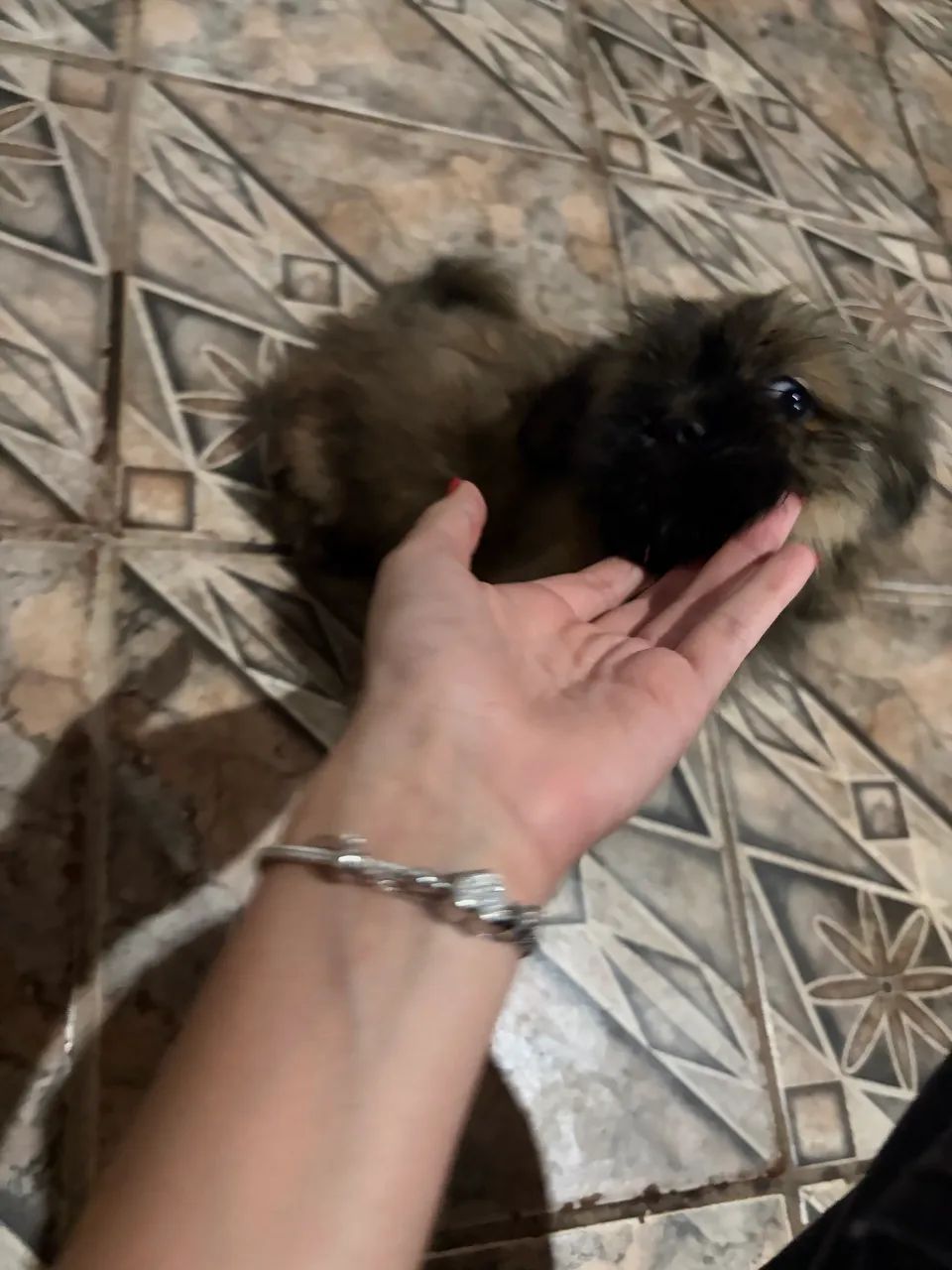 Vendo shitzu macho (pintadinho ou marronzinho com a cara preta)
