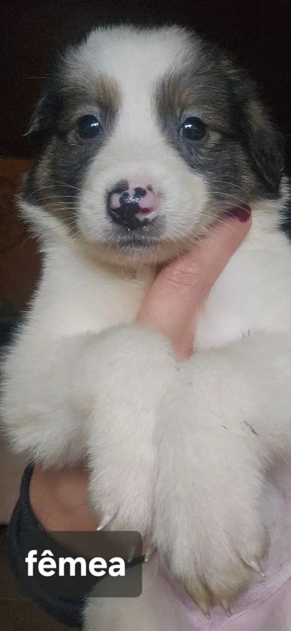 Filhotes Border Collie  - Foto 3