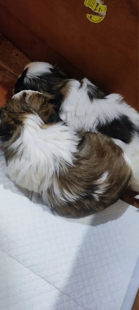 Vendo filhote shitzu puro  - Foto 2