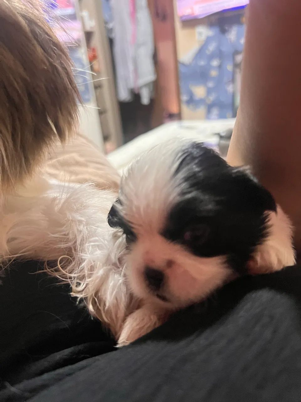 filhotes de shih tzu, tem um com chocolate e com fígado - Foto 4